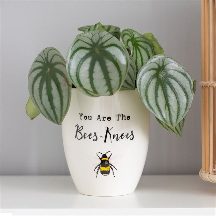 You Are the Bees Knees Ceramic Plant Pot - Scents & Gifts UK