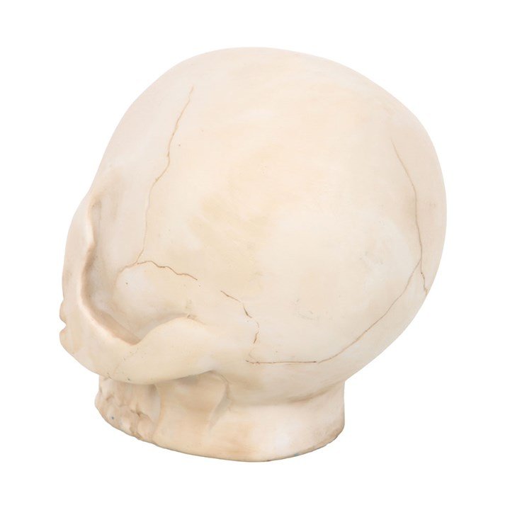 Skull Ornament with Snake - Scents & Gifts UK