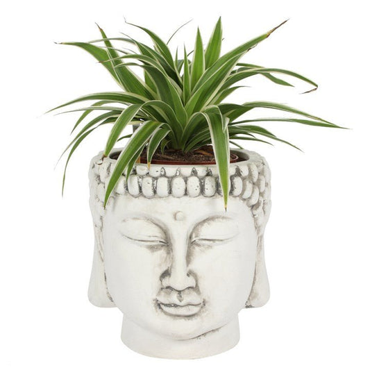 White Terracotta Buddha Head Planter - Scents & Gifts UK
